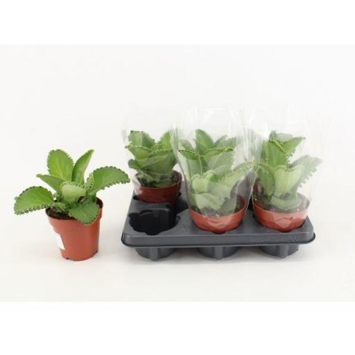 Kalanchoe Daigremontiana 
