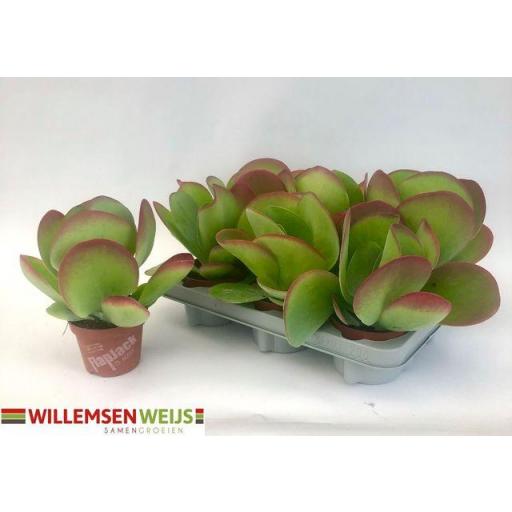 Kalanchoe Thyrsiflolra [2]