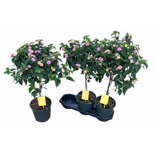  Planta Lantana Lucky Honey Blush copa [0]