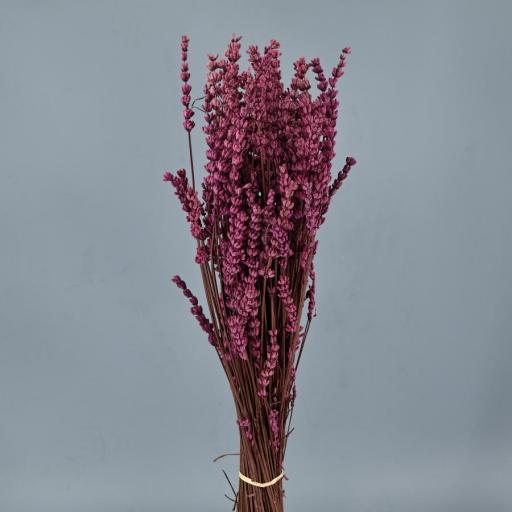 Lavanda preservada fucsia