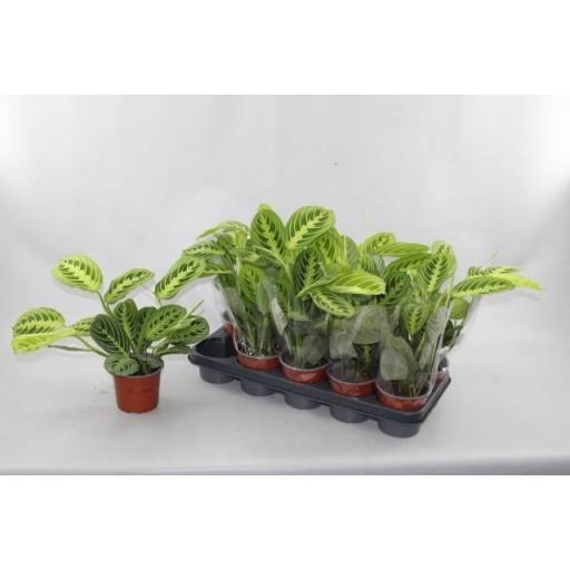 Maranta Leuconeura lemon