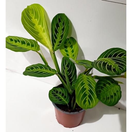 Maranta Leuconeura lemon