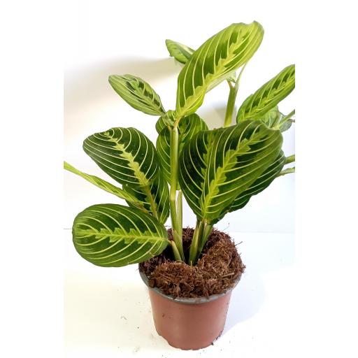 Maranta Leuconeura lemon [2]