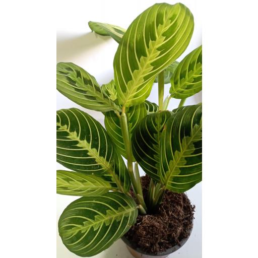 Maranta Leuconeura lemon