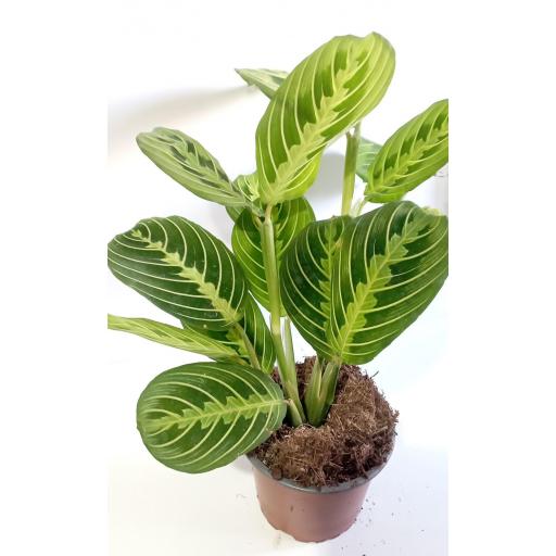 Maranta Leuconeura lemon [1]