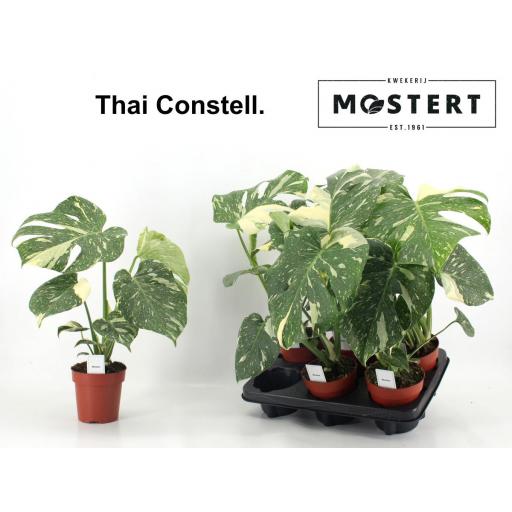 Monstera deliciosa (Costilla de Adán)  variegata 50 cm Thai Constellation