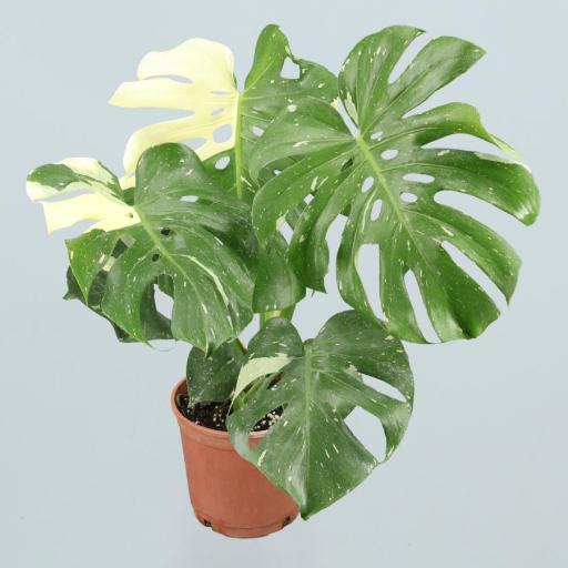 Monstera deliciosa (Costilla de Adán)  variegata 60 cm