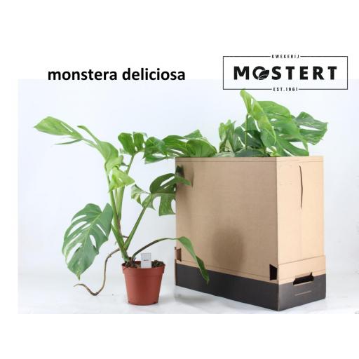 Monstera deliciosa (Costilla de Adán)  variegata [1]