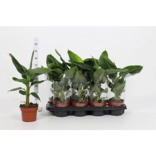 Musa tropicana platanera