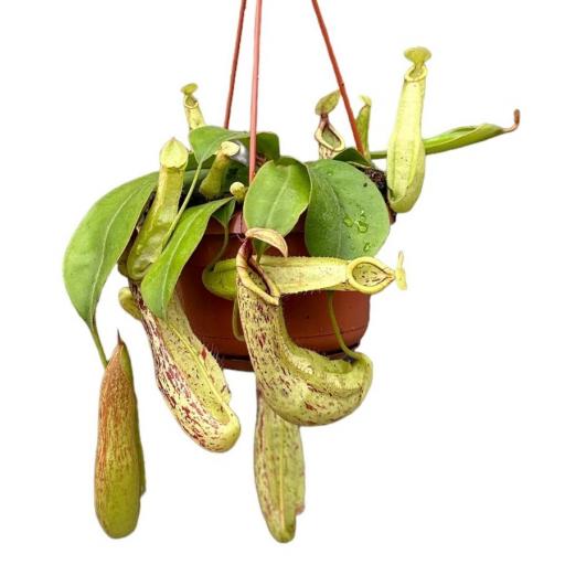 Planta carnivora Nepentes Mokey Jars mojito Colgante  [0]