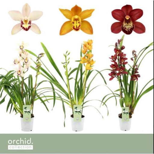 Orquidea cymbidium 
