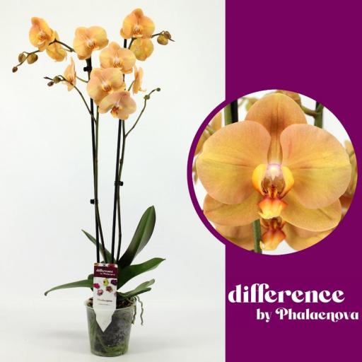 Orquidea Phalaenopsis melocotón