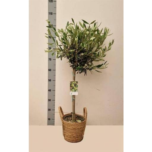 Olivo 105 cm con macetero cesta [0]
