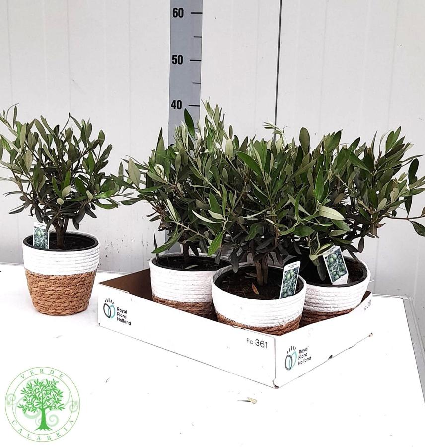 Olivo con macetero 40 cm (olea europea)