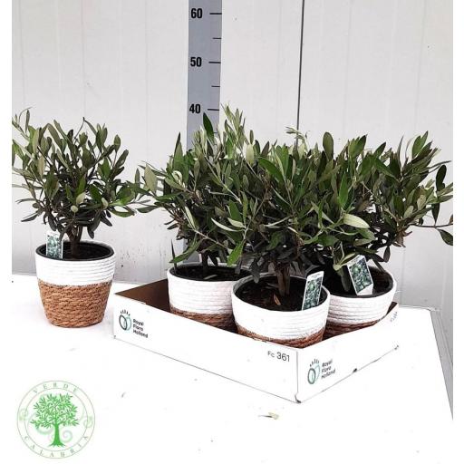 Olivo con macetero 40 cm  (olea europea) [0]