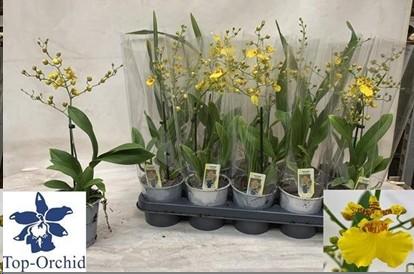 Orquidea Oncidium Amarilla