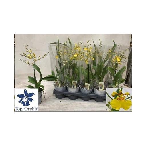 Orquidea Oncidium Amarilla