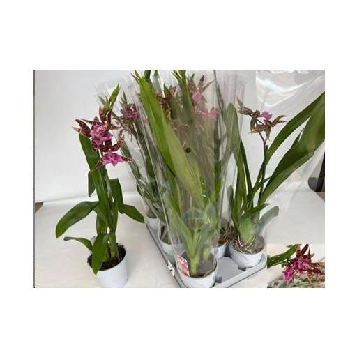 Orquidea Brassia Summer Dream