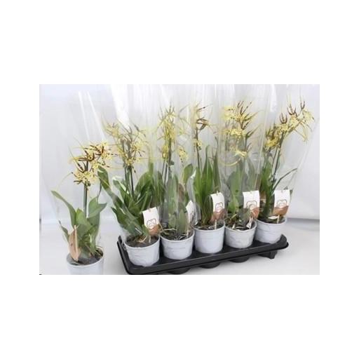 Orquidea Brassia Summer Dream amarilla