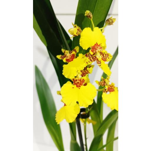 Orquidea Oncidium [1]