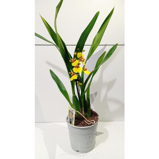 Orquidea Oncidium [2]