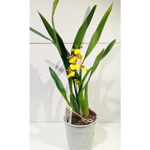 Orquidea Oncidium