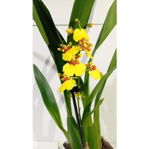 Orquidea Oncidium [3]