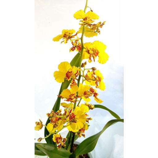 Orquidea Oncidium Amarilla [1]