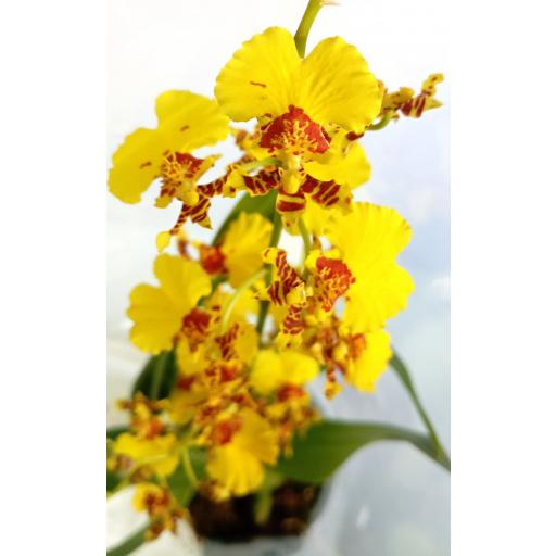 Orquidea Oncidium Amarilla