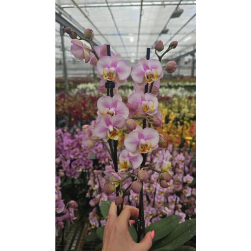 Orquidea Phalaenopsis Copenhage