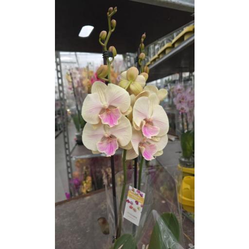 Orquidea Phalaenopsis biglip mara