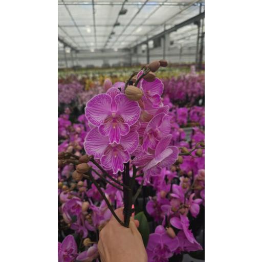 Orquidea Phalaenopsis laura 2 tallos