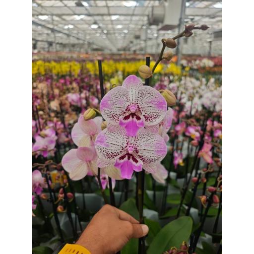 Orquidea Phalaenopsis limited