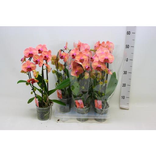 Orquidea Phalaenopsis orange cascade [0]