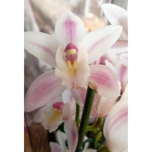 Orquidea cymbidium blanco 5 tallos con flor