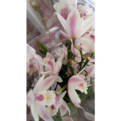 Orquidea cymbidium blanco 5 tallos con flor [2]