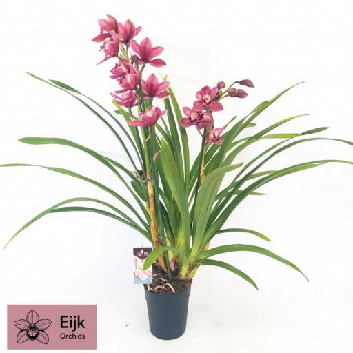 Orquidea cymbidium fucsia