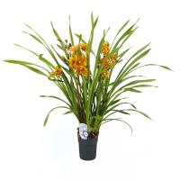 Orquidea cymbidium naranja 80 cm