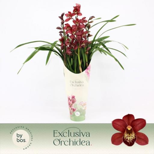 Orquidea cymbidium rrojo