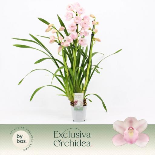 Orquidea cymbidium rosa claro