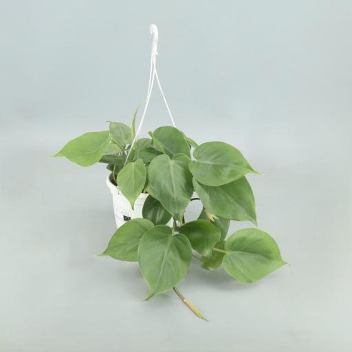 Philodendron scandens 