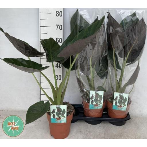 Alocasia wentii