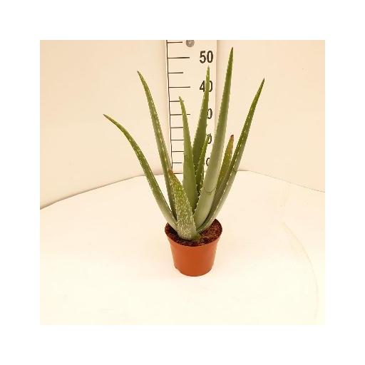  Planta aloe vera