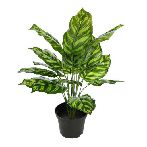 Planta artificial calathea 40 cm