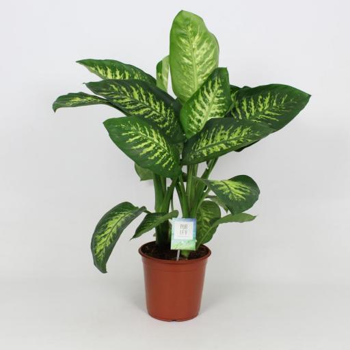 Dieffenbachia tropic snow