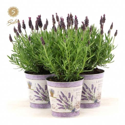 Planta aromática lavanda con macetero zinc