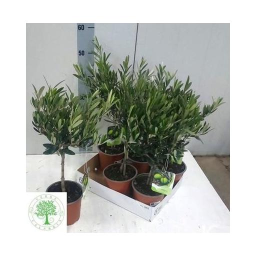 Olea europea  (olivo) 