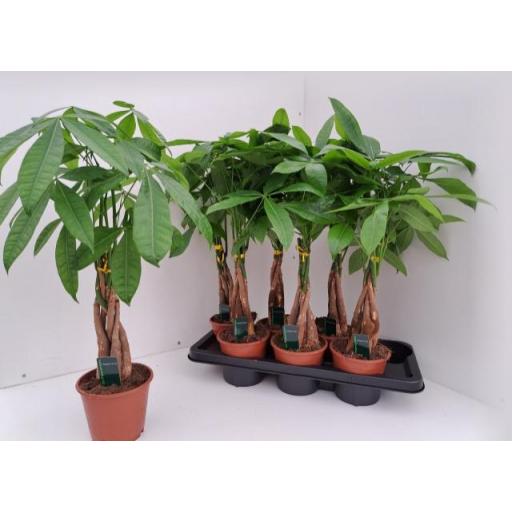 Pachira Acuática 60 cm