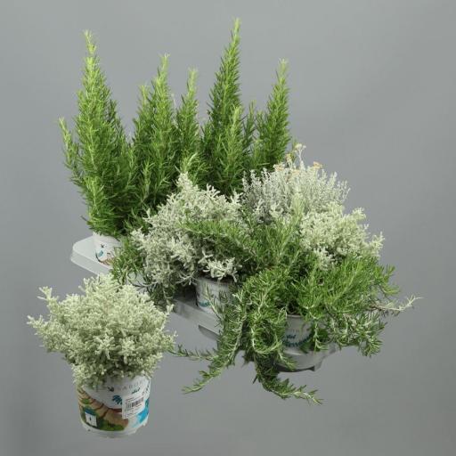 Pack 8 plantas aromáticas