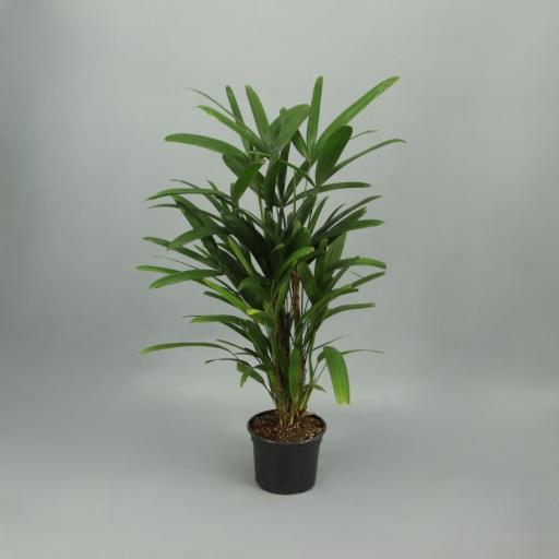 Palmera raphis 60 cm